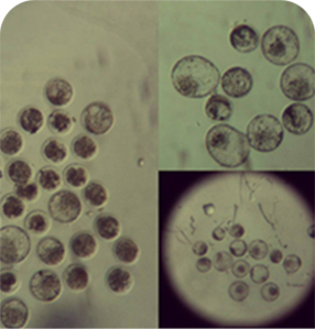 Producción de Embriones